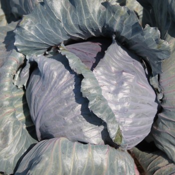 Rotkohl Cabeza Negra (Samen)