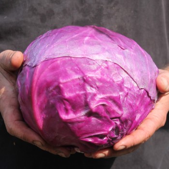Rotkohl Cabeza Negra (Samen)