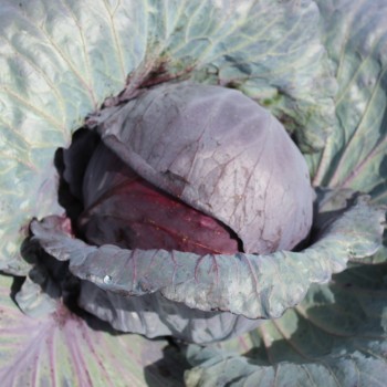 Rotkohl Langedijker Sommer (Samen)