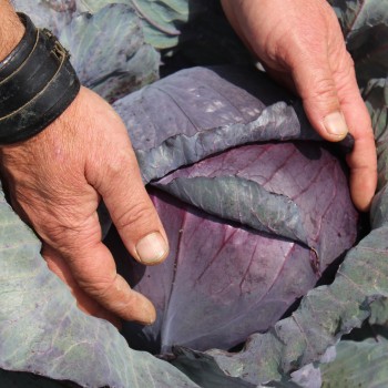 Rotkohl Langedijker Sommer (Samen)