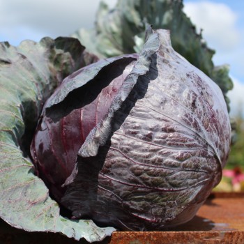 Rotkohl Langedijker Sommer (Samen)