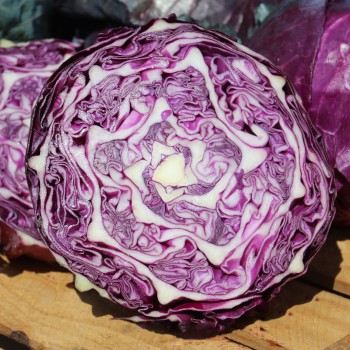 Rotkohl Langedijker Sommer (Samen)