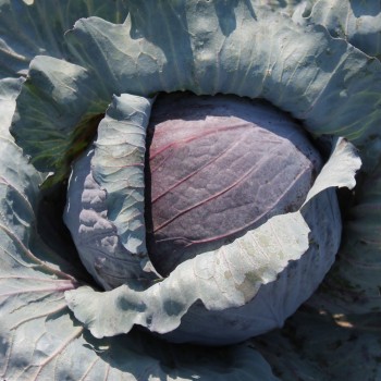 Rotkohl Langedijker Sommer (Samen)