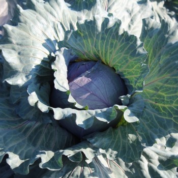 Rotkohl Mammoth Red Rock (Samen)