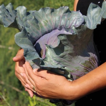 Rotkohl Mammoth Red Rock (Samen)