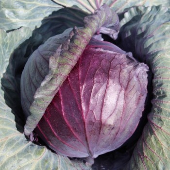 Rotkohl Mammoth Red Rock (Samen)