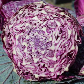 Rotkohl Mammoth Red Rock (Samen)