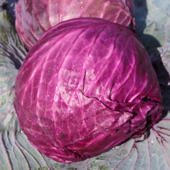 Rotkohl Mammoth Red Rock (Samen)