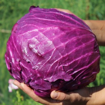 Rotkohl Mammoth Red Rock (Samen)