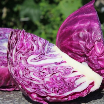 Rotkohl Mammoth Red Rock (Samen)