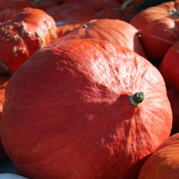 Kürbis Rouge Vif d'Etampes (Samen)