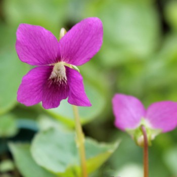 Pfingstveilchen Rubra (Samen)