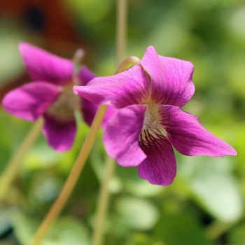 Pfingstveilchen Rubra (Samen)