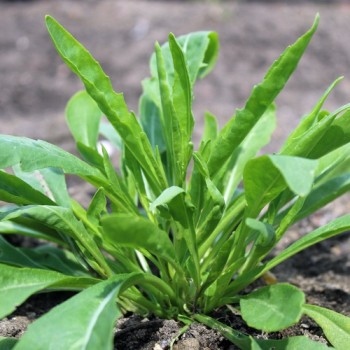 Rucola a Foglia di Oliva (Samen)