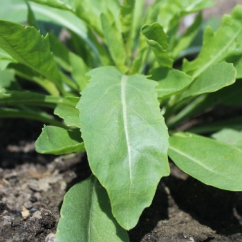 Rucola a Foglia di Oliva (Samen)