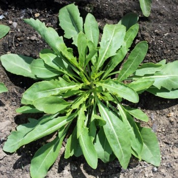 Rucola a Foglia di Oliva (Samen)