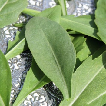 Rucola a Foglia di Oliva (Samen)