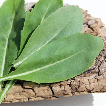 Rucola a Foglia di Oliva