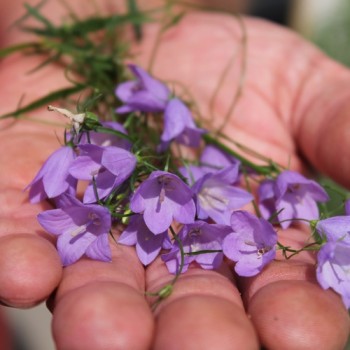 Rundblättrige Glockenblume (Samen)