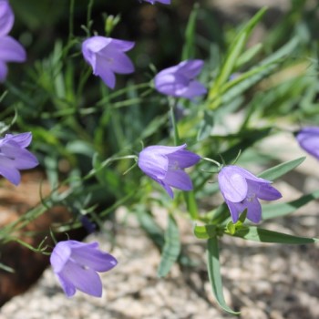 Rundblättrige Glockenblume (Samen)
