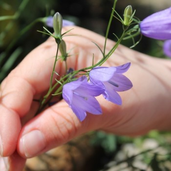 Rundblättrige Glockenblume (Samen)