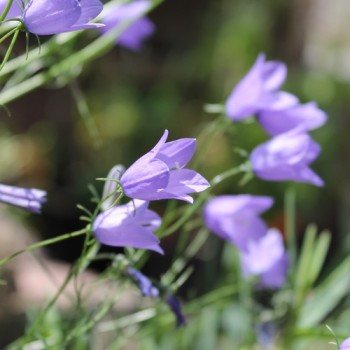 Rundblättrige Glockenblume (Samen)