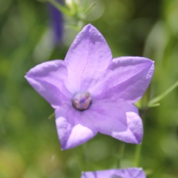Rundblättrige Glockenblume (Samen)