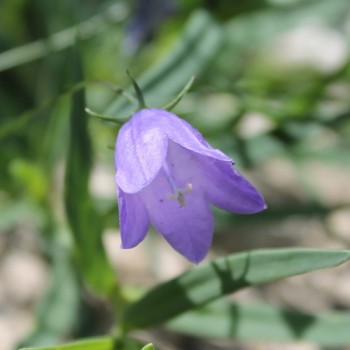Rundblättrige Glockenblume (Samen)