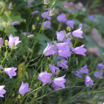 Rundblättrige Glockenblume (Samen)