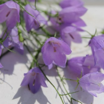Rundblättrige Glockenblume (Samen)