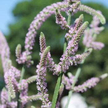 Russischer Meerlavendel (Samen)