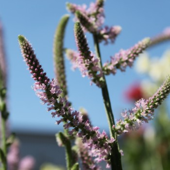 Russischer Meerlavendel (Samen)
