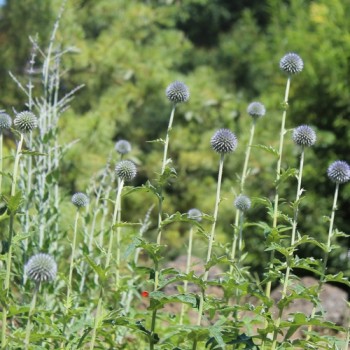 Ruthenische Kugeldistel blau (Samen)