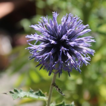 Ruthenische Kugeldistel blau (Samen)