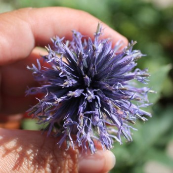 Ruthenische Kugeldistel blau (Samen)