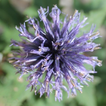 Ruthenische Kugeldistel blau (Samen)