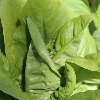 Salat Amish Deer Tongue (Samen)
