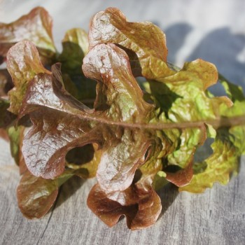 Salat Ashley (Samen)
