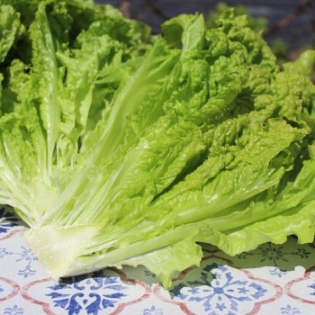 Pflücksalat Australischer Zartblättriger (Samen)