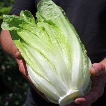 Salat Blonde Maraichère (Samen)