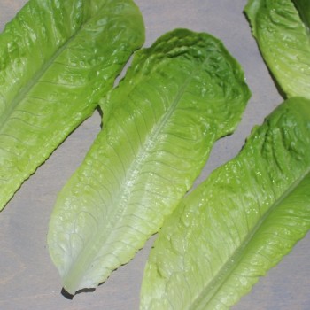 Salat Blonde Maraichère (Samen)