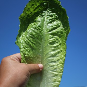 Salat Blonde Maraichère (Samen)