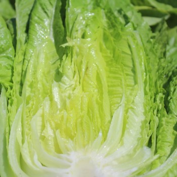 Salat Blonde Maraichère (Samen)