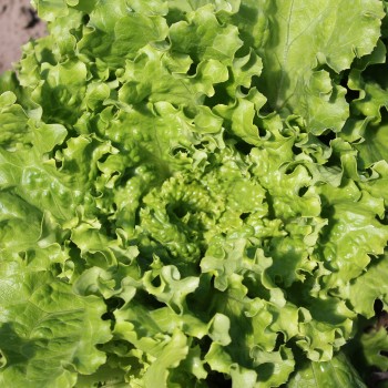 Eisbergsalat Blonde de Paris (Samen)