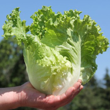 Eisbergsalat Blonde de Paris (Samen)