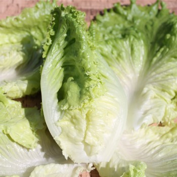 Eisbergsalat Blonde de Paris (Samen)