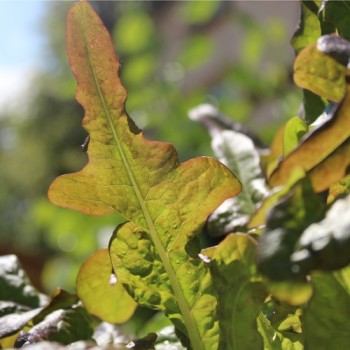 Salat Bronze Beauty (Samen)