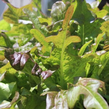 Salat Bronze Beauty (Samen)