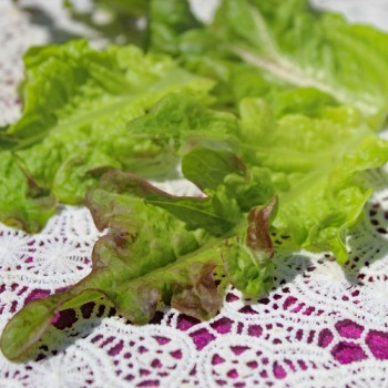 Salat Bronze Beauty (Samen)