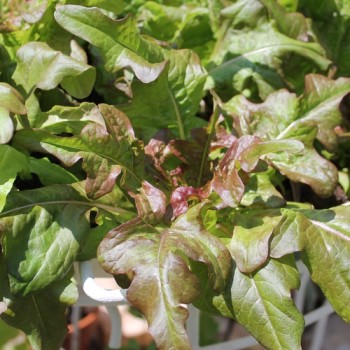 Salat Bronze Beauty (Samen)